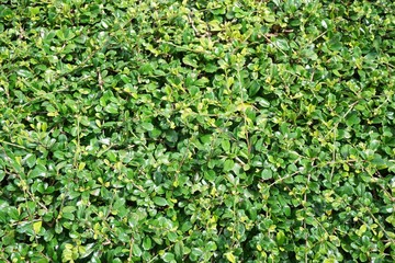 fresh green Carmona retusa plant in nature garden