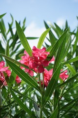 pink nerium oleander flower in nature garden