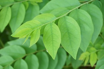 Fototapeta na wymiar fresh green Melientha suavis leaf in nature garden