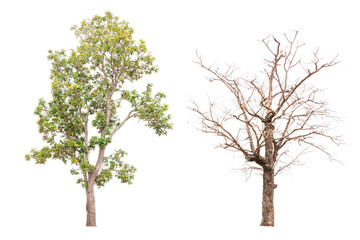 Collection of isolated tree on white background