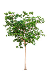 Isolated tree on white background