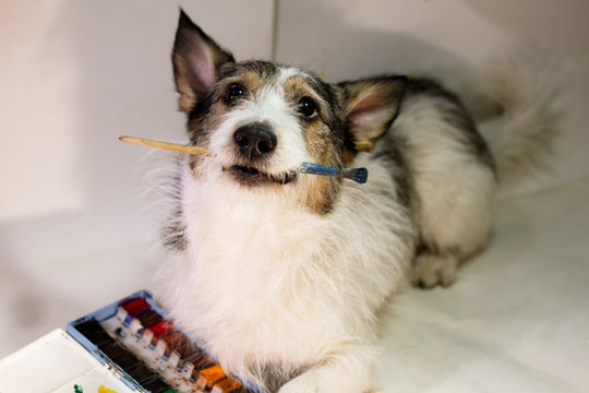 dog with a paint brush in his teeth