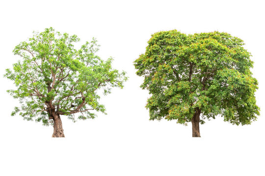 Collection of isolated tree on white background