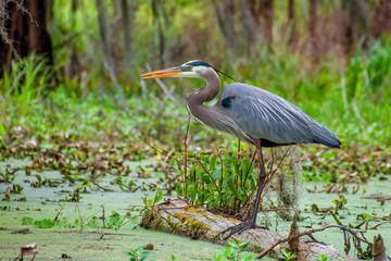 Grey heron is enjoying sunny day at swamp
