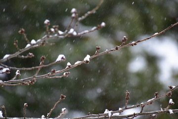 桜の芽に春の吹雪