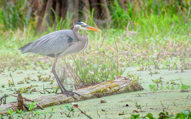 Grey heron is enjoying sunny day at swamp