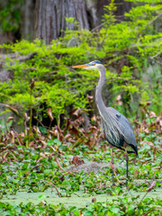 Grey heron is enjoying sunny day at swamp