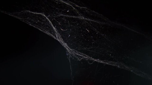 Cobweb or spider web on black background