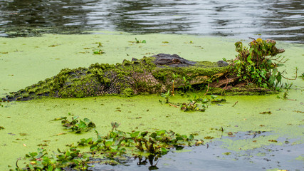  See you later, alligator