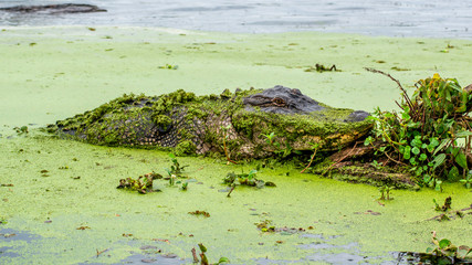  See you later, alligator