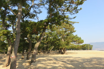 砂浜にある松の木の風景