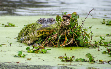 See you later, alligator