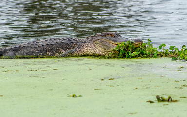 See you later, alligator