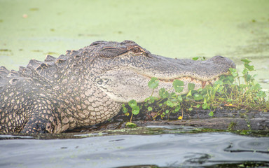 See you later, alligator