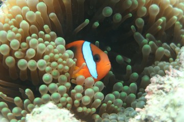Fototapeta na wymiar Clown Fish on the Great Barrier Reef
