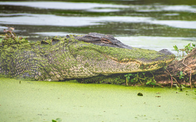 See you later, alligator