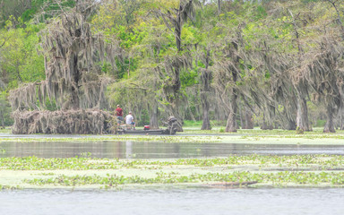 People are enjoying canoing, boating and fishing in swamp