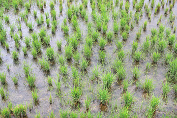 Young paddy rice in field during rain.