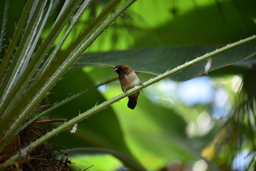 sparrow on a branch
