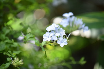 white flowers in garden
