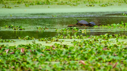 Turtles are enjoying sunny day in a swamp