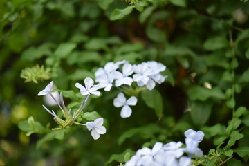 white flowers in garden