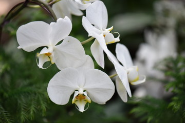 white orchid on green background