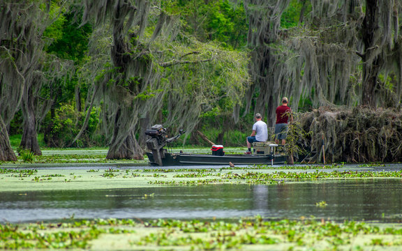 People are enjoying canoing, boating and fishing in swamp