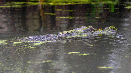 See you later, alligator