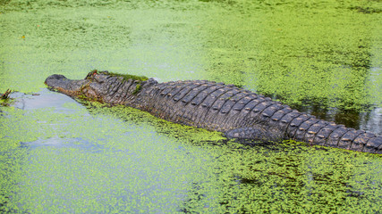 See you later, alligator