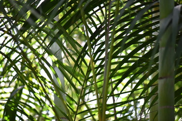 Obraz na płótnie Canvas green leaves of palm tree