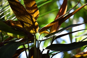 leaves of a tree
