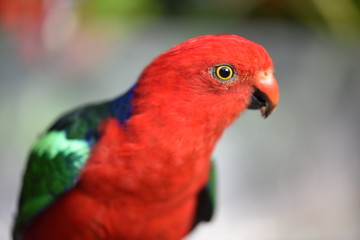 colorful parrot