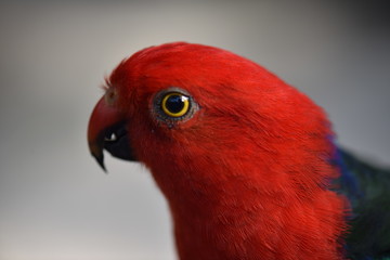 parrot on white background