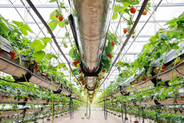 The hydroponics strawberry at greenhouse hydroponics farm with high technology farming in close...