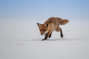 Fototapeta na wymiar Red fox (Vulpes vulpes) with a bushy tail hunting in the snow in winter in Algonquin Park in Canada