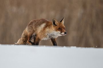 Red fox (Vulpes vulpes) with a bushy tail hunting in the snow in winter in Algonquin Park in Canada