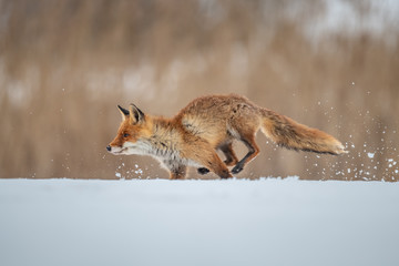 Red fox (Vulpes vulpes) with a bushy tail hunting in the snow in winter in Algonquin Park in Canada