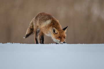 Red fox (Vulpes vulpes) with a bushy tail hunting in the snow in winter in Algonquin Park in Canada