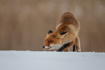 Red fox (Vulpes vulpes) with a bushy tail hunting in the snow in winter in Algonquin Park in Canada