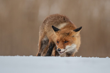 Red fox (Vulpes vulpes) with a bushy tail hunting in the snow in winter in Algonquin Park in Canada