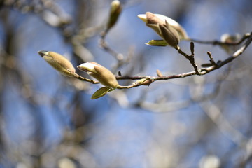 bird on a branch