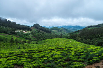 Fototapeta na wymiar tea estate landscape