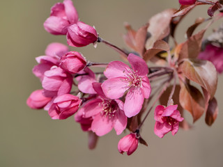 Ornamental tree flowers crab apple tree in spring