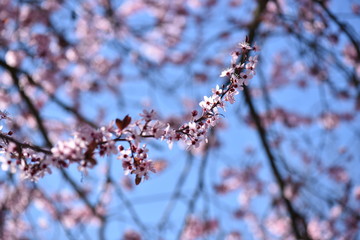 branch of a tree in spring