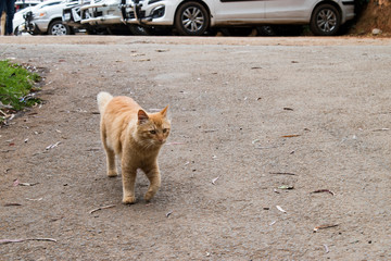 street cats walking