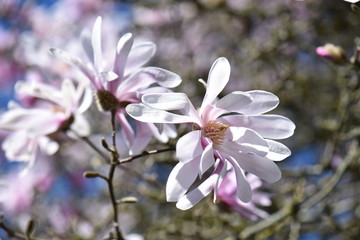 flowers on a background of blue sky