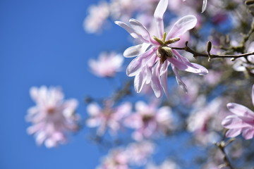 flowers on background of blue sky