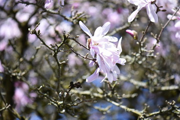 flowers in spring