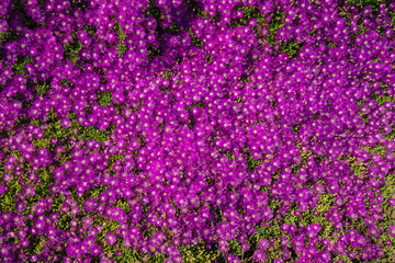 Floral Purplish-Pink Background of Blossom Flowers. Field of Purple Flowers, Top View. Hardy Ice Plant, Native California Flower, Succulent at Peak Bloom